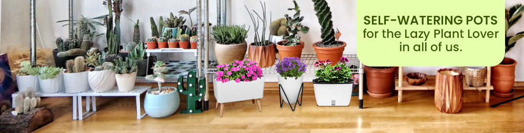 Self-Watering Pots