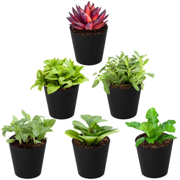 Black Herb Planters (Set of 6)