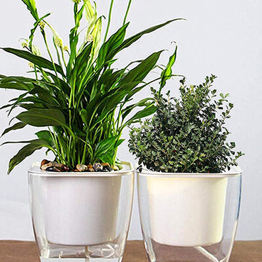 Transparent White Self-Watering Pot (Set of 2) - 5 Inch
