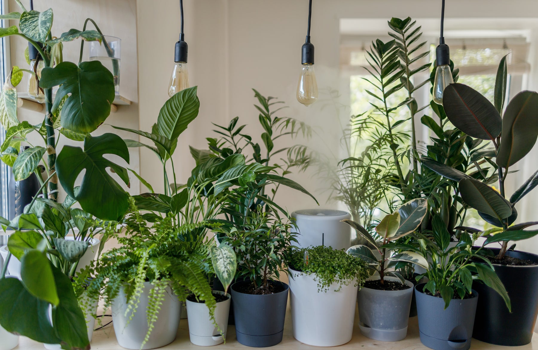 Indoor Gardening for Beginners - Why you NEED Self-Watering Planters