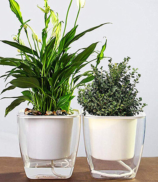 Transparent White Self-Watering Pot (Set of 2) - 5 Inch